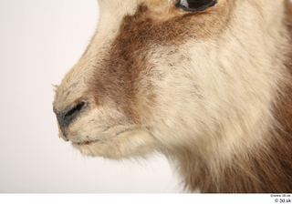 Alpine chamois Rupicapra rupicapra mouth nose 0001.jpg